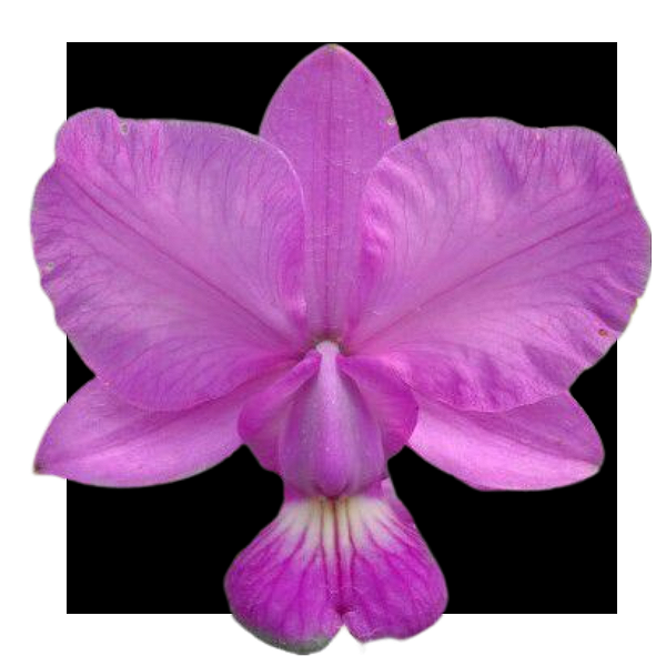 Orquidea Cattleya Walkeriana Tipo - Adulta - 39,99