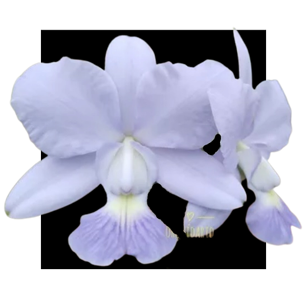 Orquidea Cattleya Walkeriana Coerulea Magnus X Blue Formosa