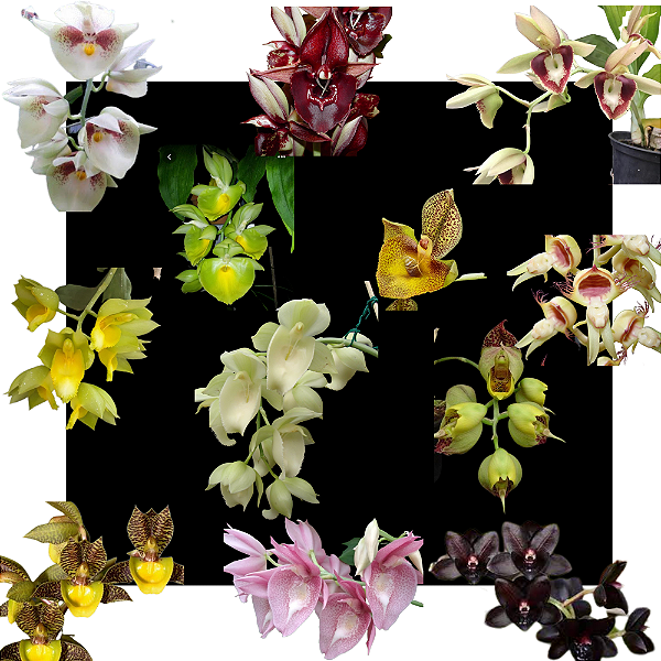 Kit 3 Catasetum - Adultos - Orquideas