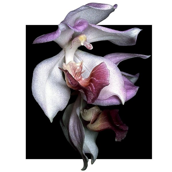 Orquidea Acacalis Hoehne