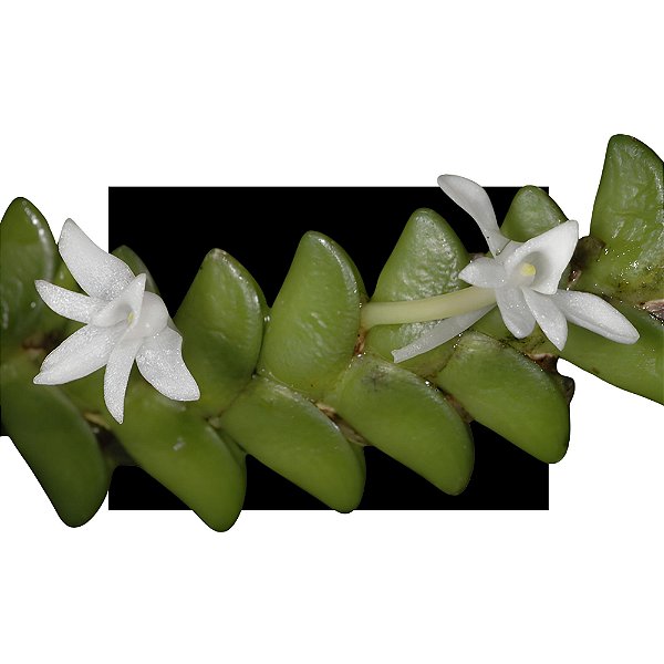 Orquídea Angraecum Eburneum - Muda Linda