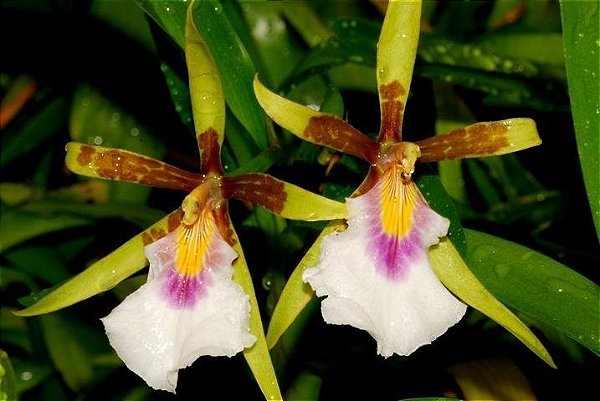 Orquidea Aspasia Silvana