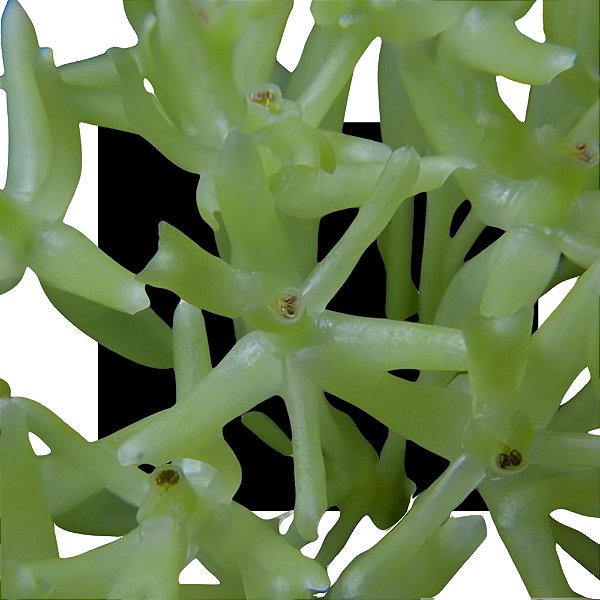 Epidendrum Vesicatum