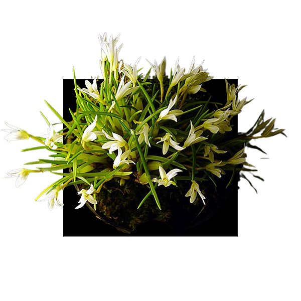 Maxillaria Vernicosa