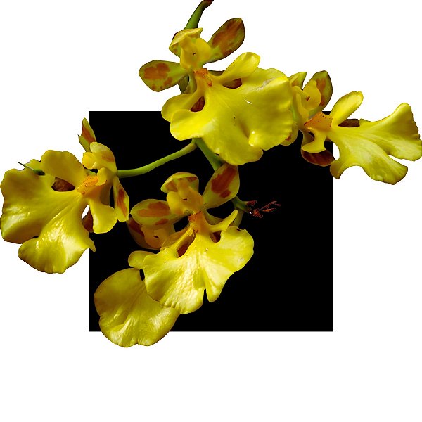 Orquides Oncidium Orthostates
