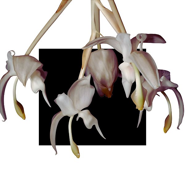 Stanhopea Candida