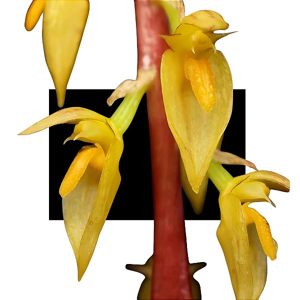 Bulbophyllum Rufinum
