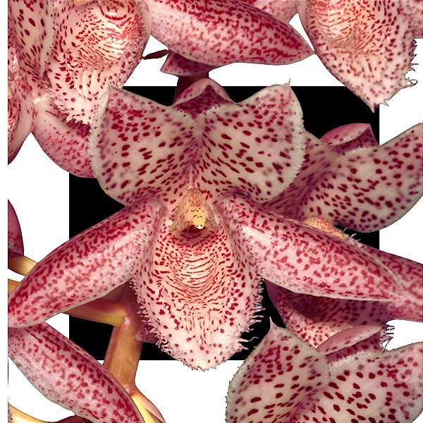Orquídea Clowsetum Alexandra Savva