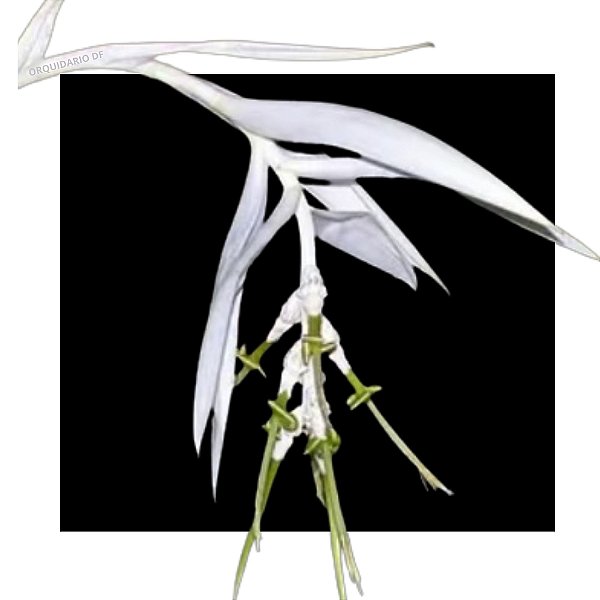 Bromelia Zebrina Albina