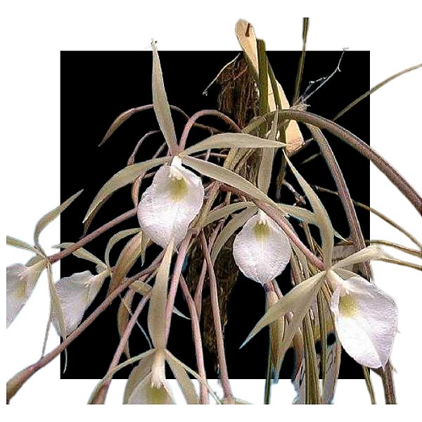 Brassavola Fragans