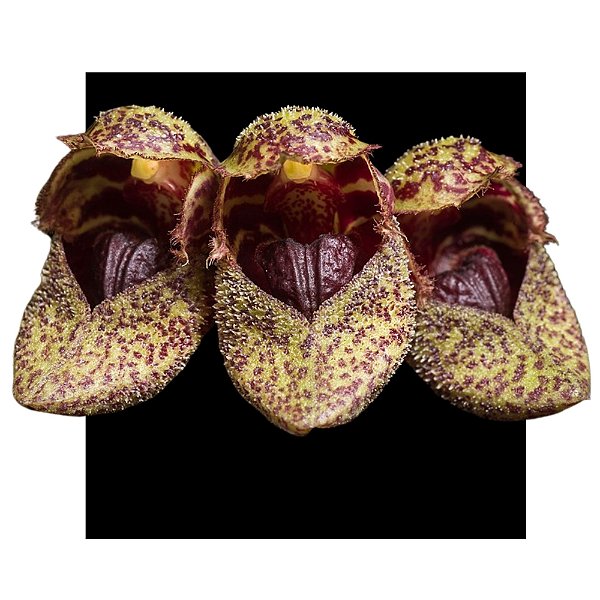 Bulbophyllum Frostii