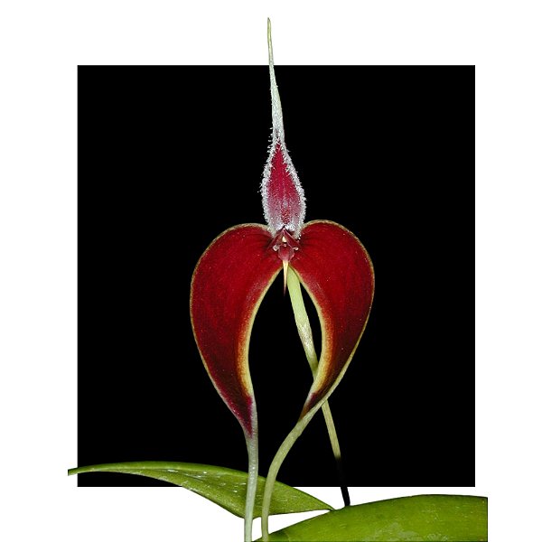 Bulbophyllum Masdevalliaceum