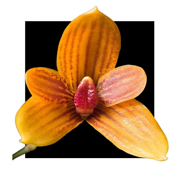 Bulbophyllum Pardalotum