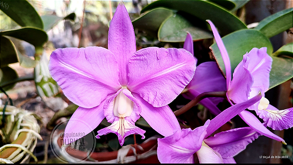 Cattleya Nobilior Labeloide Dr Ricardo x Bolinha