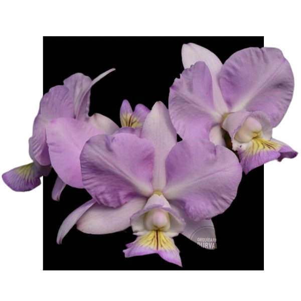 Cattleya Nobilior Amaliae Morena dos Olhos azuis x Self