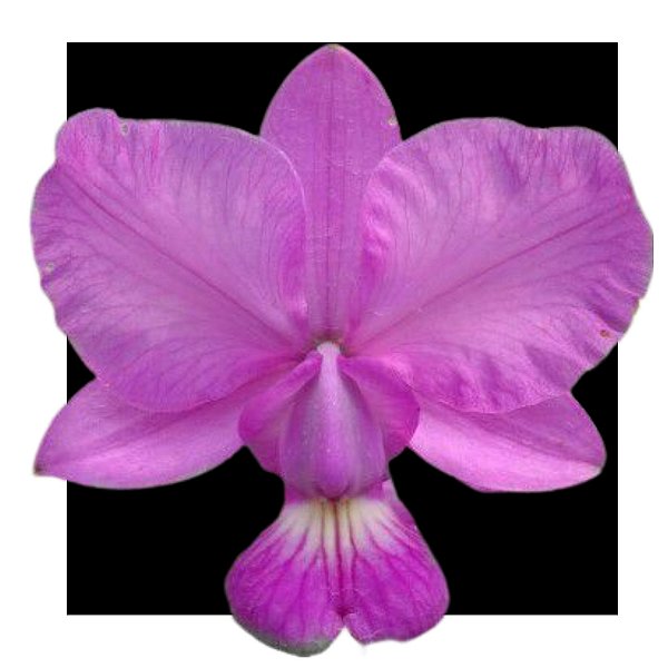 Cattleya Walkriana  primeiro de maio x DJF 35