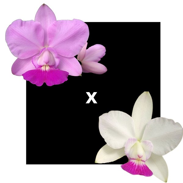 Cattleya Walkeriana  ( Suave denise x S/a Tokio ) x S/a Tokio