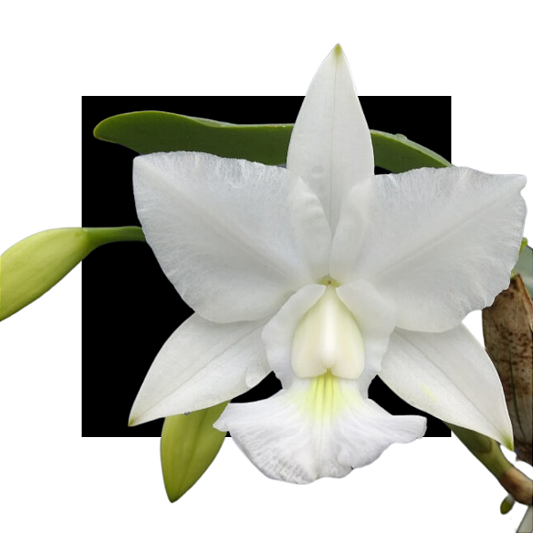Cattleya Walkeriana Alba - Estrela da colina x Feitiço de goias - corte