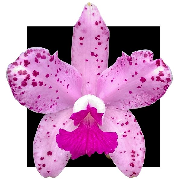 Cattleya Amesthistoglossa Tipo