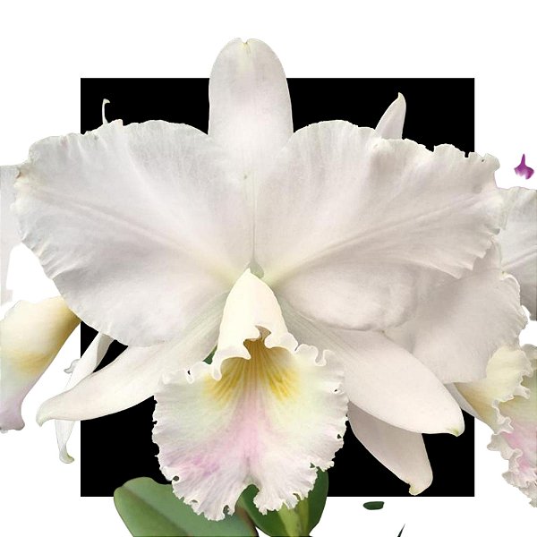 Cattleya Labiata Amesiana