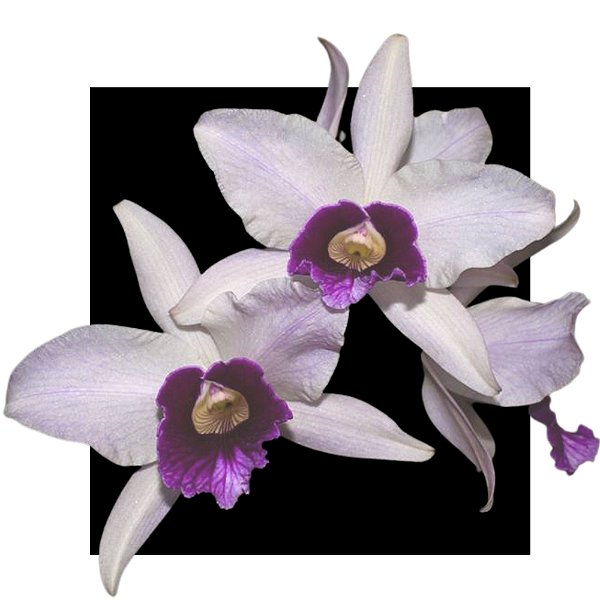 Laelia Purpurata Aço