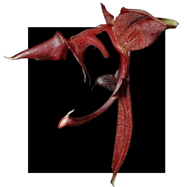 Gongora Atropurpurea