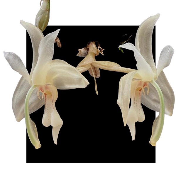 Stanhopea Grandiflora