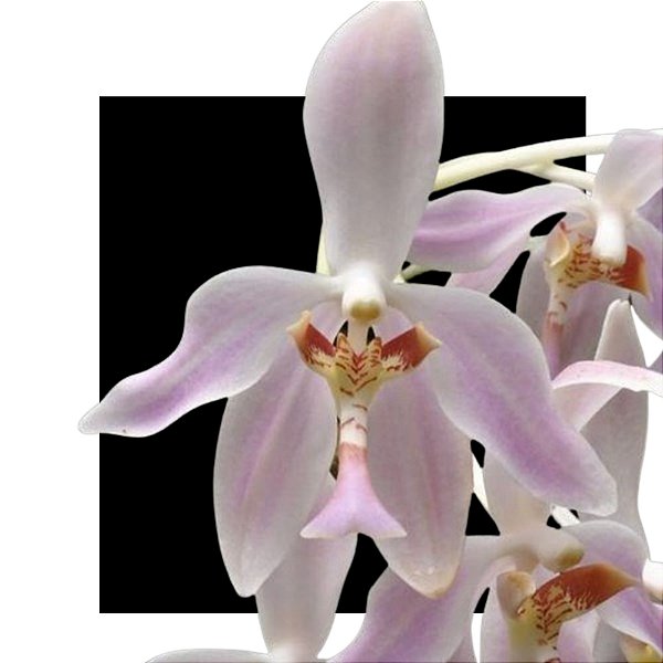 Orquidea Paraphalaenopsis Laycockii
