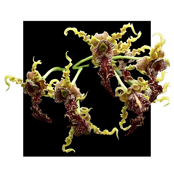 Dendrobium Spectabile