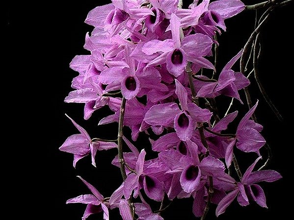 Dendrobium Anosmum tipo