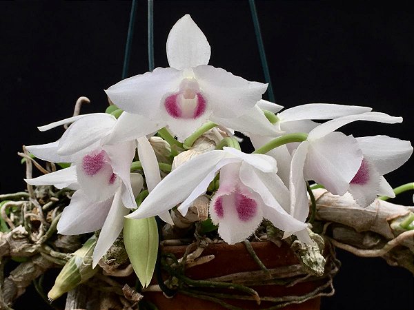 Dendrobium Parishi semi albo