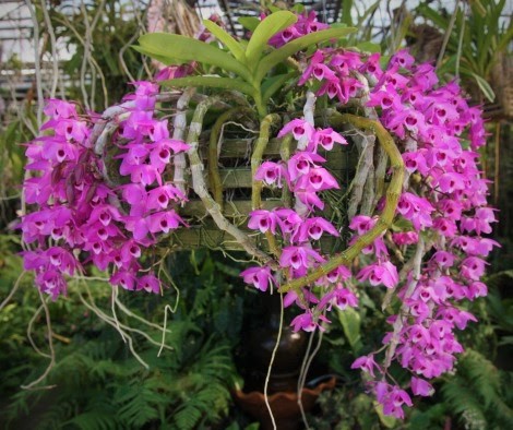 Dendrobium Parishi