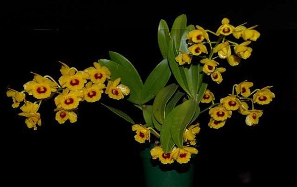 Dendrobium Chrysotoxum