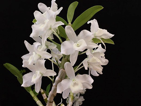 Dendrobium Nobile Albo