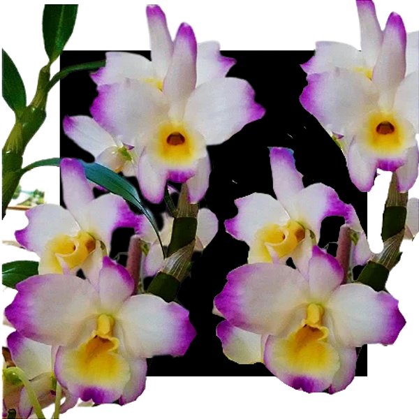 Dendrobium Nobile
