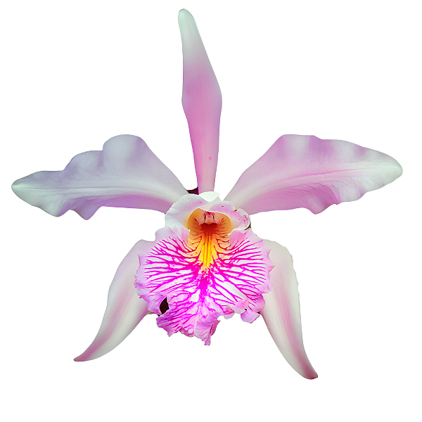 Cattleya Mossaei x Forbesi