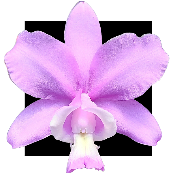 Cattleya A brazilian drean