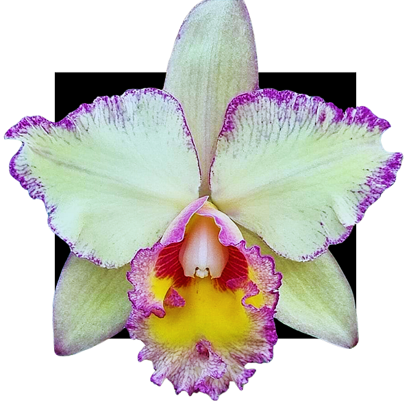 Cattleya Erin Kobayashi x Toshi aoki