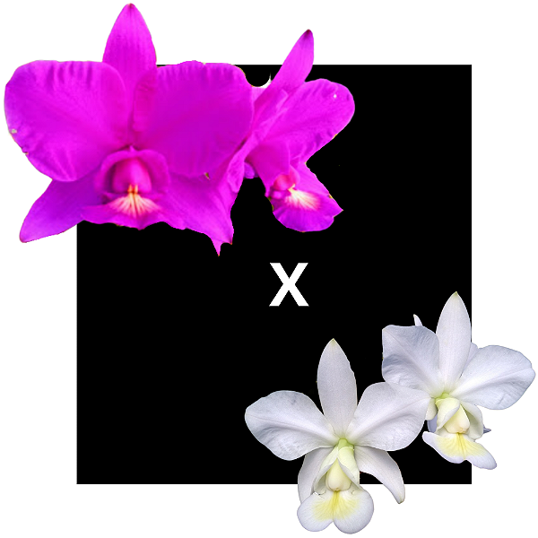 Cattleya Nobilior Rubra Especial x Alba Filha de rosinha