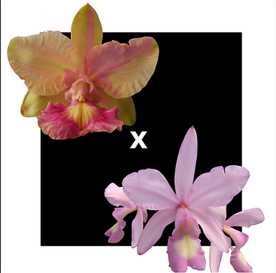 Cattleya Mesquitae Marmorata Palha seca x Nobilior Concolor