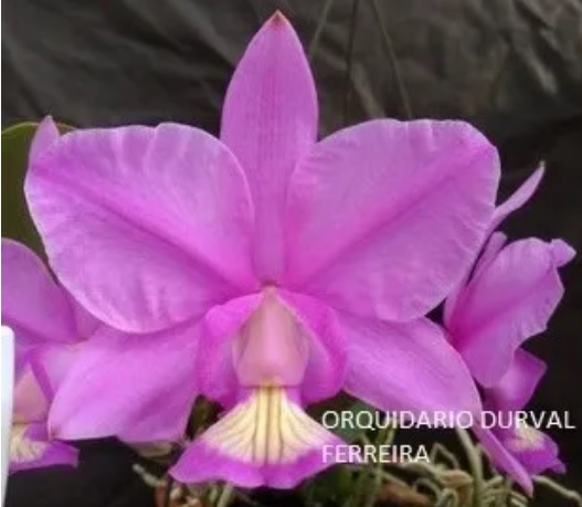 Cattleya Nobilior Tipo- muda