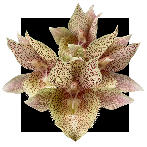 Catasetum Darkness x dupliciscutula