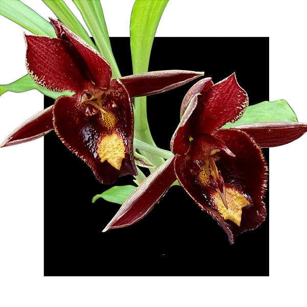 Catasetum Milton Luedy x John Burchett