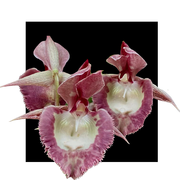 Catasetum ( ( pileatum x Susan Fuchs ) x ( Pileatum Imperialis ))