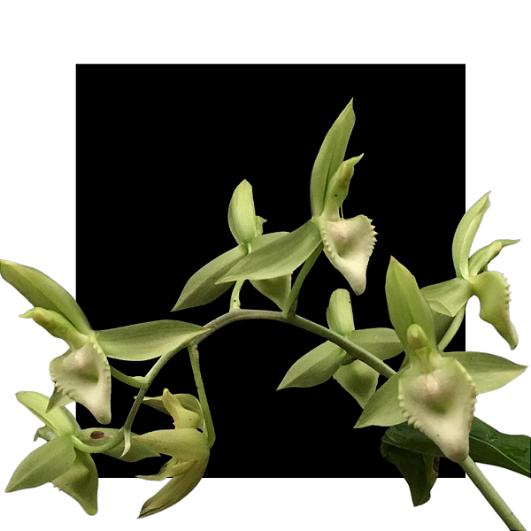 Catasetum ( juruenense x sptzii )