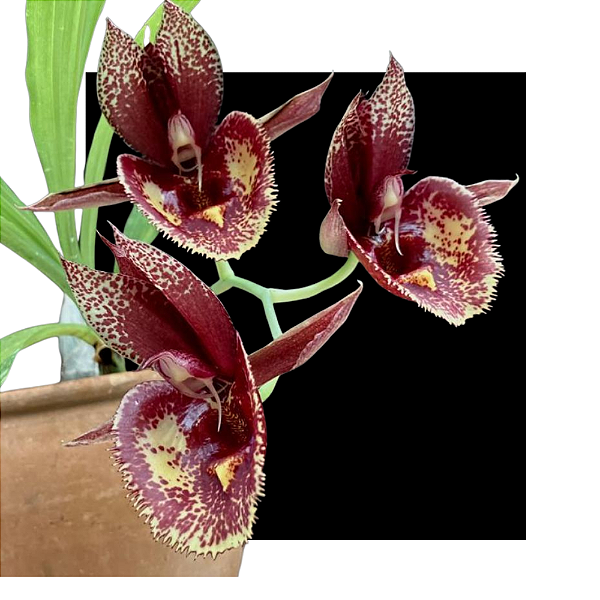 Catasetum ( Milton Luedy x Orchidglade )