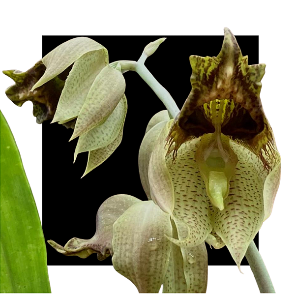 Catasetum ( sanguineum x dupliciscutula )
