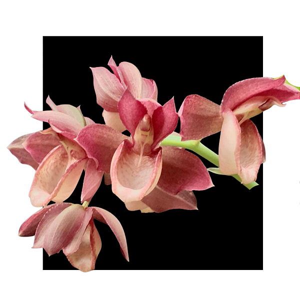 Catasetum ( vinaceum x pulchrum )