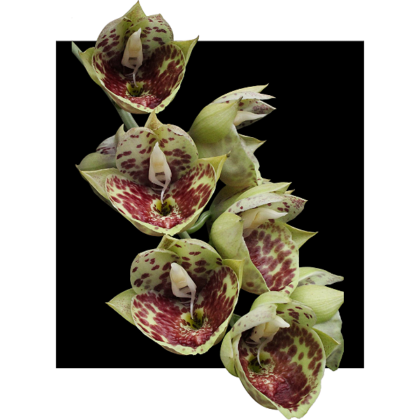 catasetum bound for glory