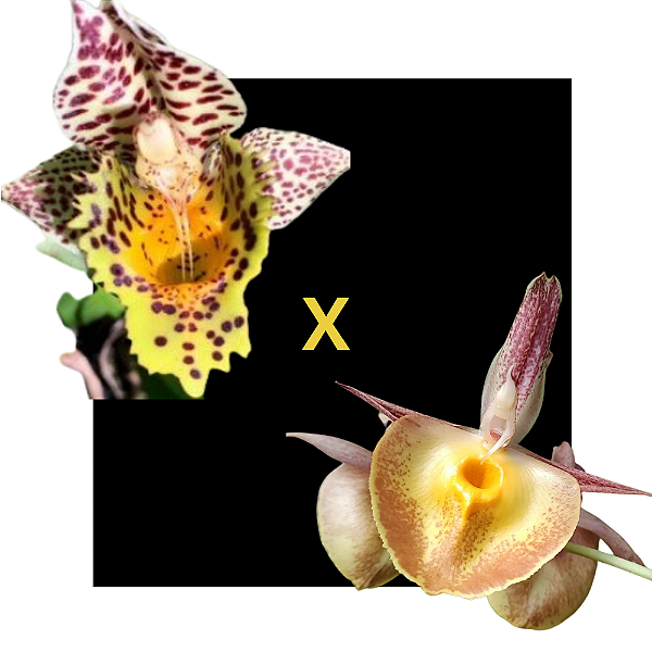 CATASETUM DANTE PRAYER X ( JOAO STIVALI X ORCHIDGLADE )